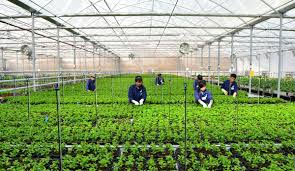 Thông báo tuyển đơn hàng Nông nghiệp trồng trọt